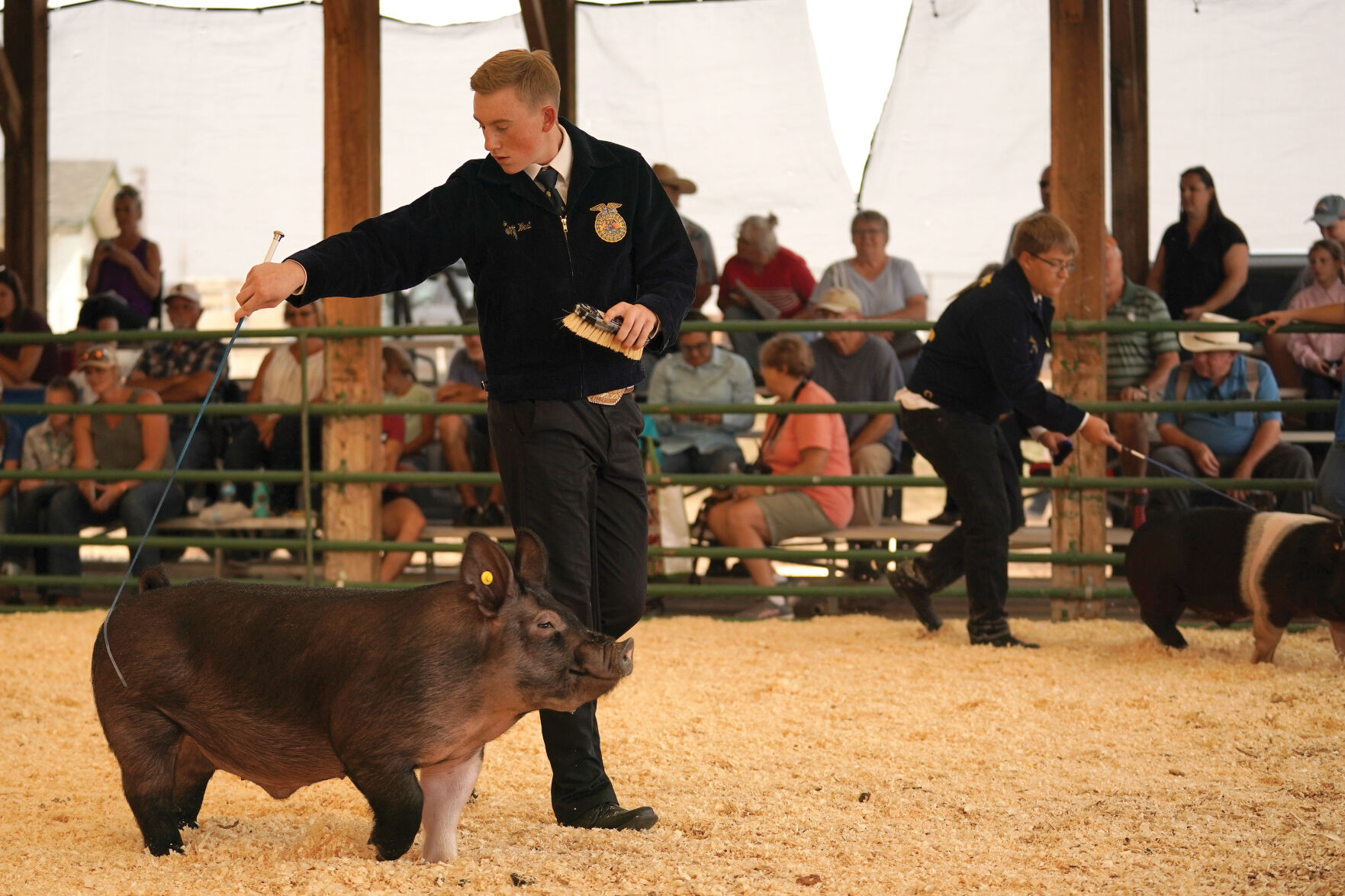 Swine Show Standalones 002.jpg